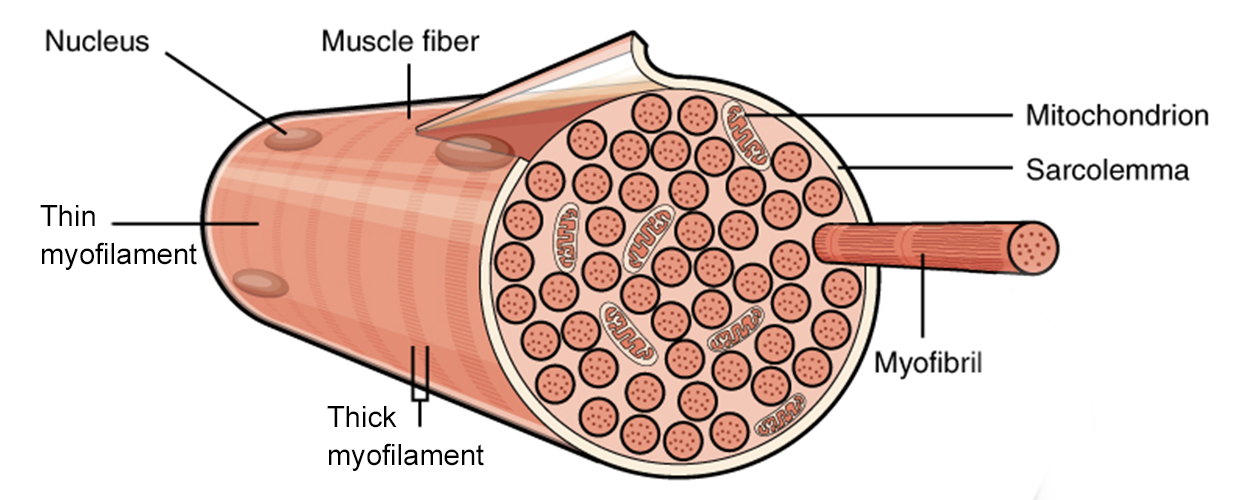 This figure shows the structure of the muscle fibers. The sarcolemma is shown with the major parts labeled.