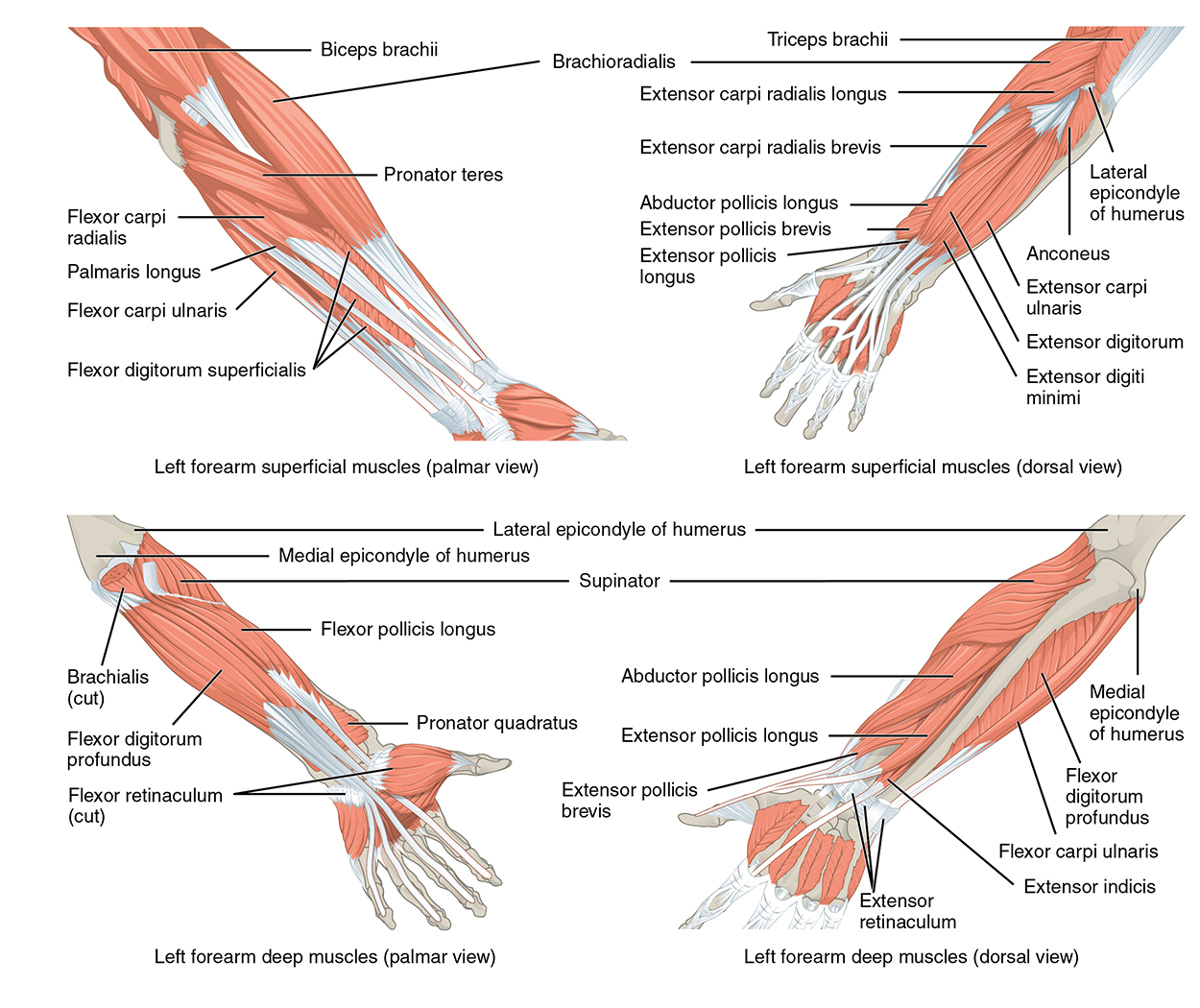 This multipart figure shows the different muscles that move the hands and fingers. The major muscle groups are labeled.