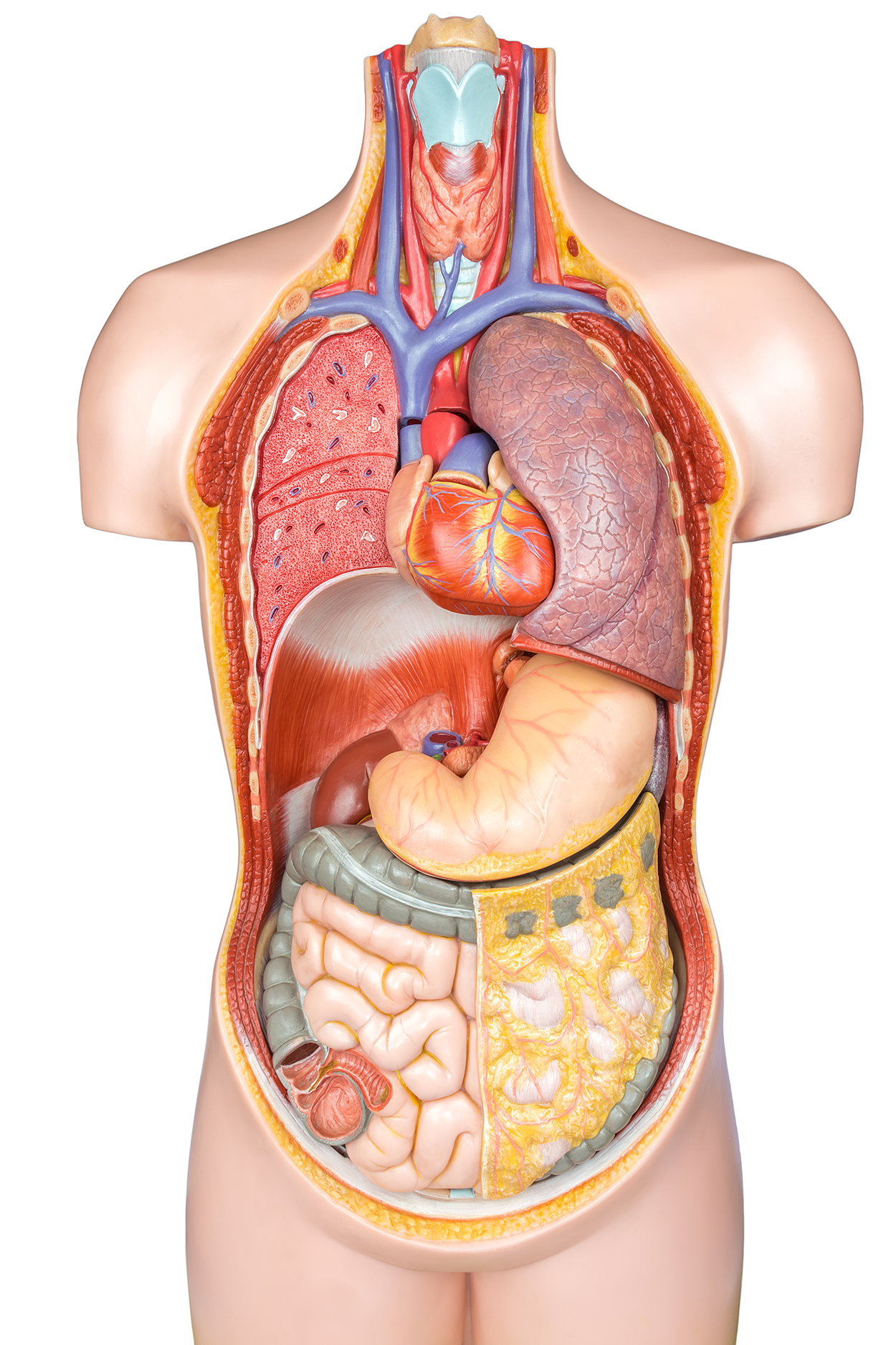 Plastic human body model with internal organ systems isolated on white background.