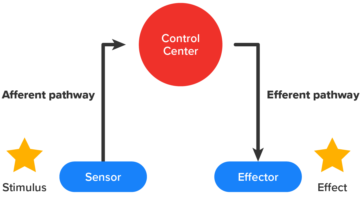 An illustration of a homeostatic arc in which a stimulus is detected by the sensor and is sent along the afferent pathway to the control center where it is processed to determine if a response is needed.  If so, the signal is sent along the efferent pathway to the effector cell and executes the effect to make a change in the physiological condition.