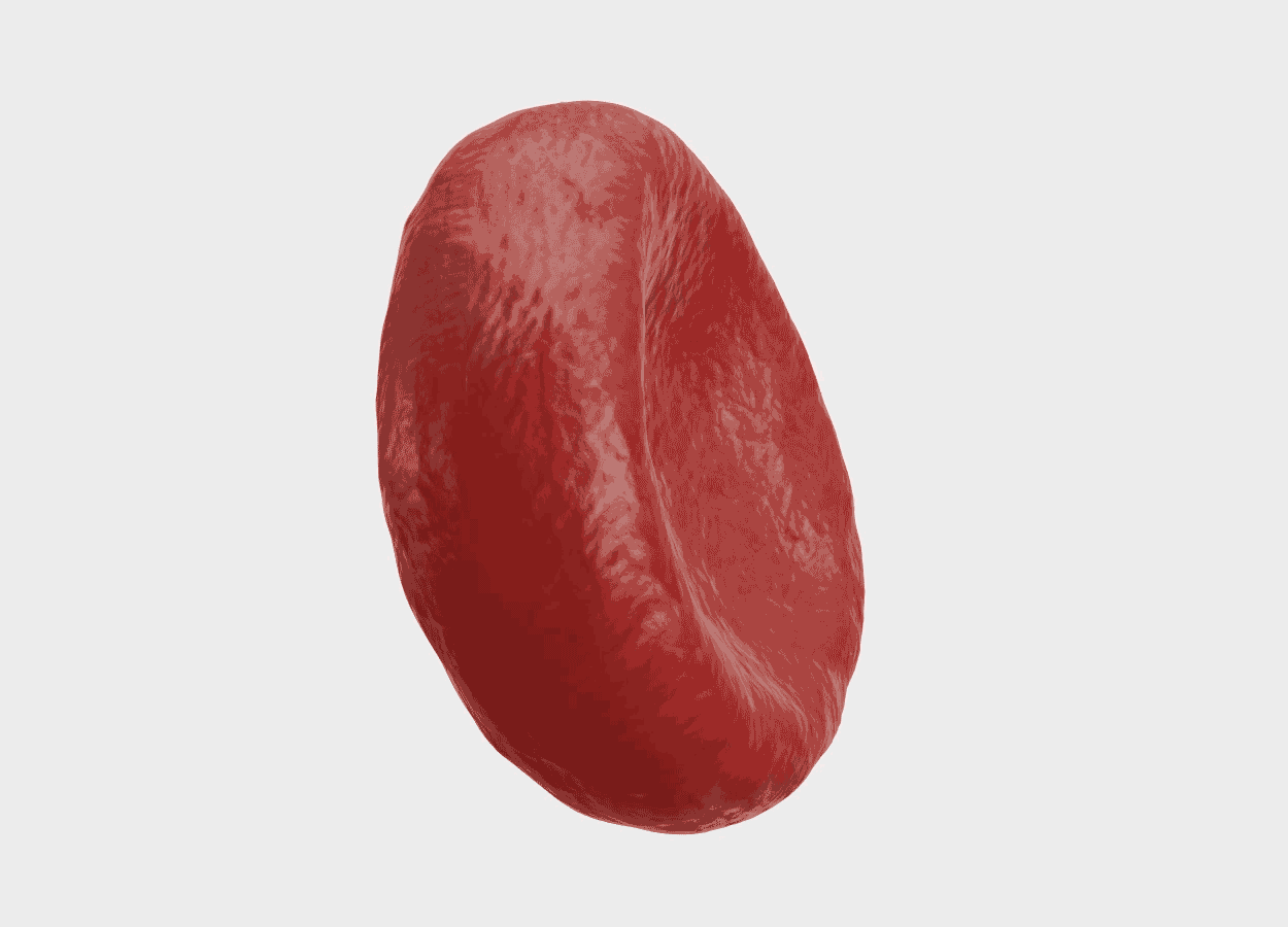 Animation of a single red blood cell spinning around.