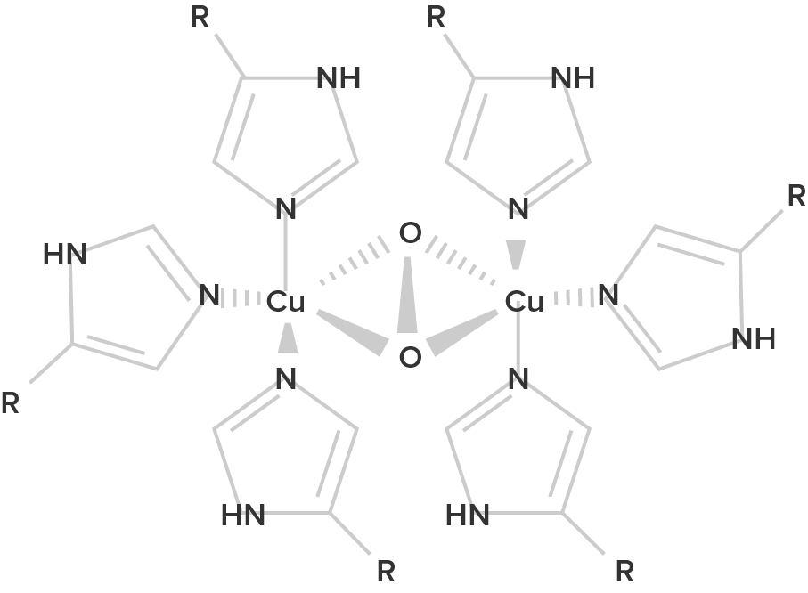 chemical structure graphic of hemocyanin.