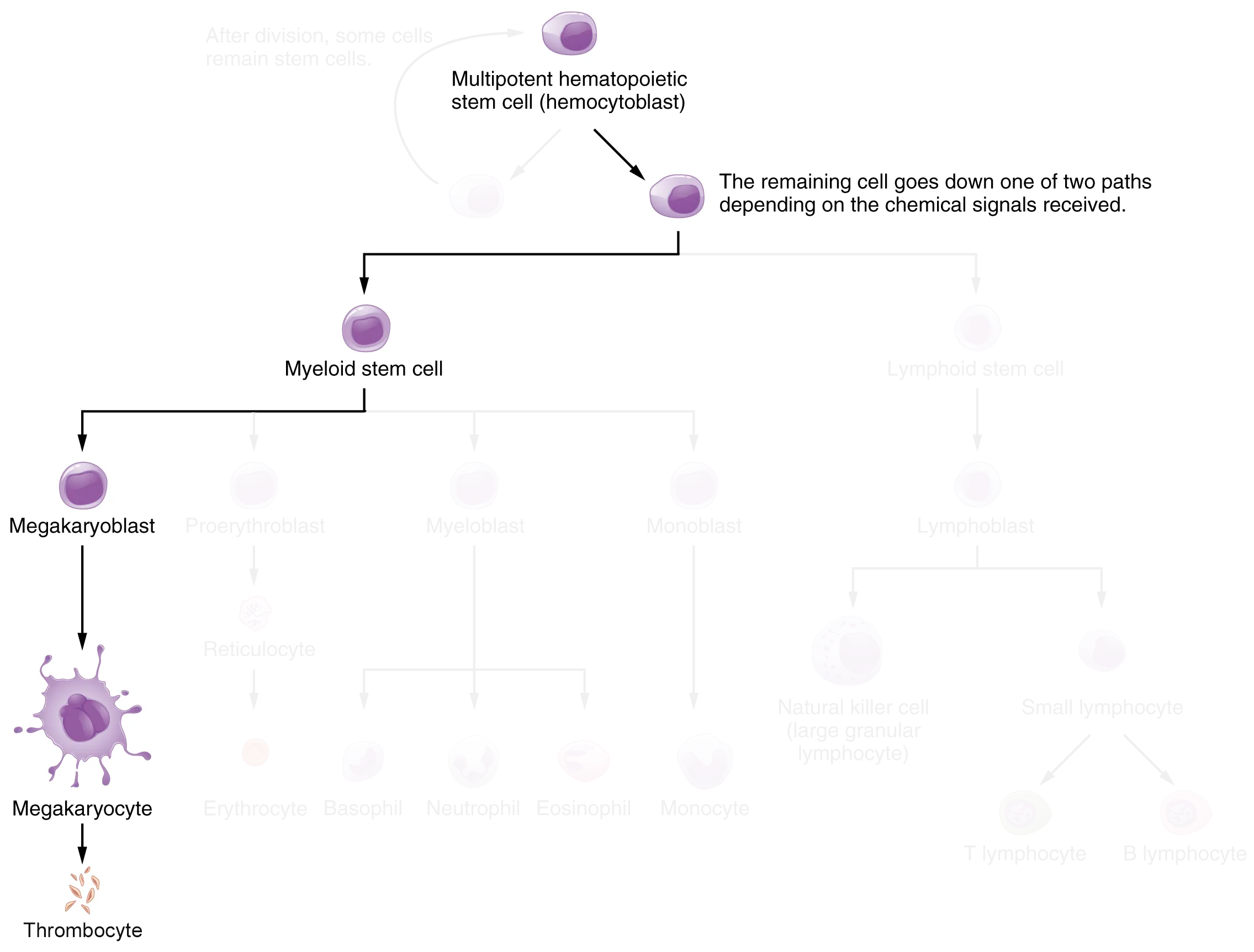 This flowchart shows the pathways in which a multipotent hematopoietic stem cell differentiates into the different cell types found in blood.