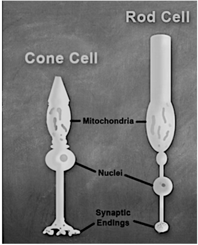 Rod and Cone Cells