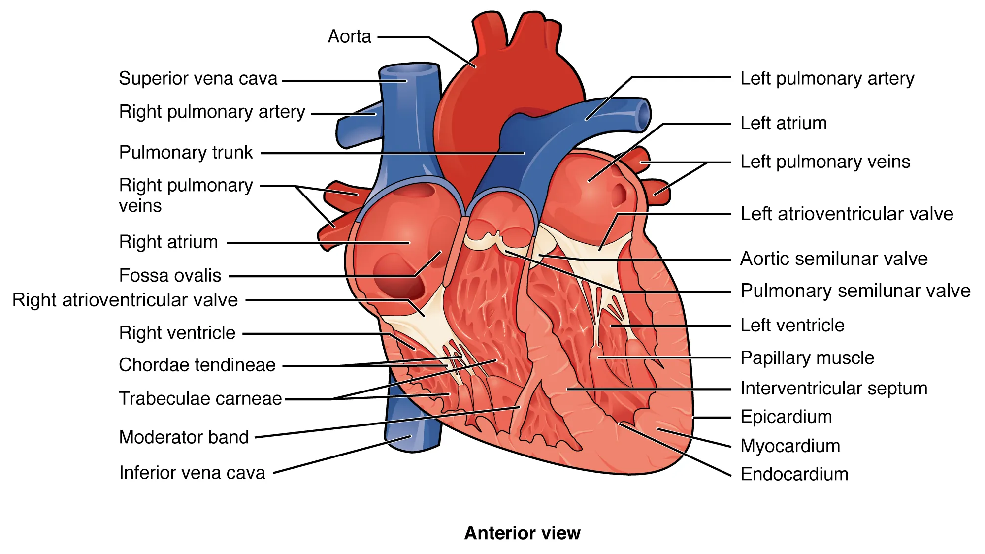In this figure the top panel shows the image of the heart with the major parts labeled. The bottom left panel shows a photo of the heart with the surface layer peeled off. The images on the bottom right show detailed musculature inside the heart.