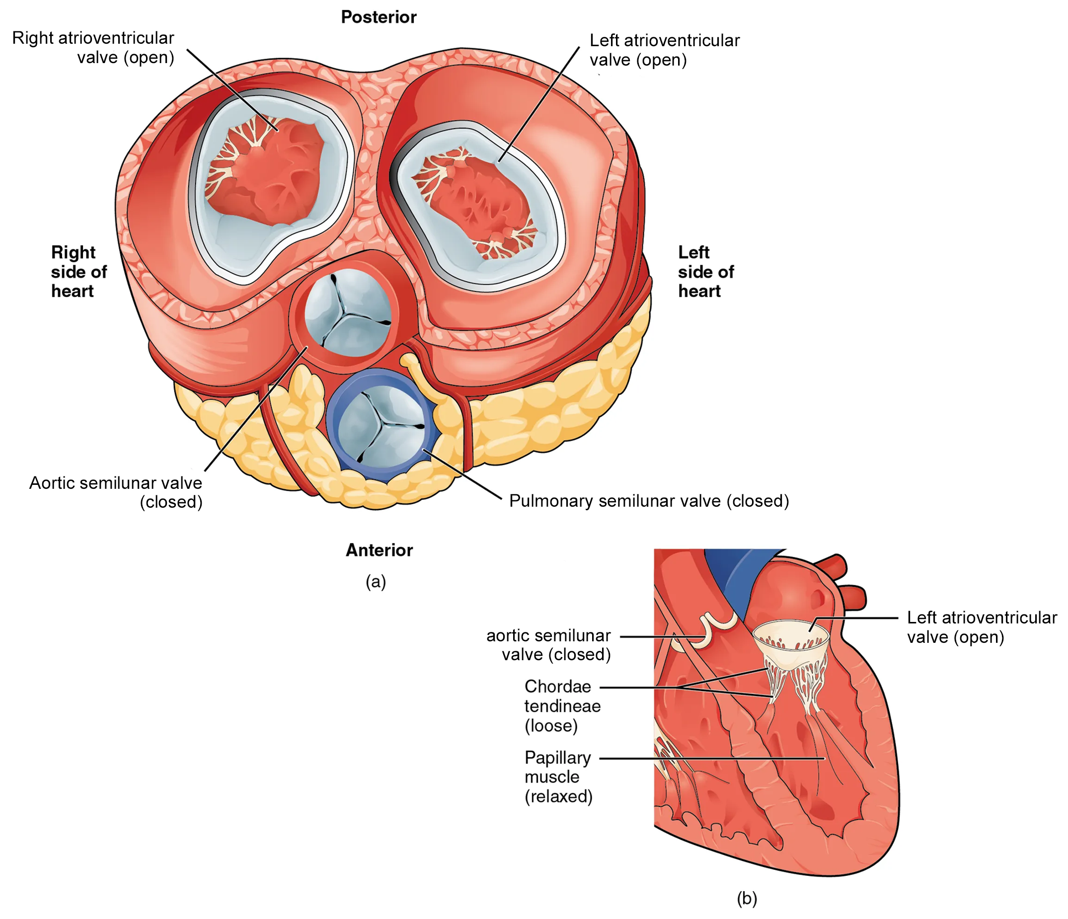 The left panel of this figure shows the anterior view of the heart with the different valves, and the right panel of this figure shows the location of the mitral valve in the open position in the heart.
