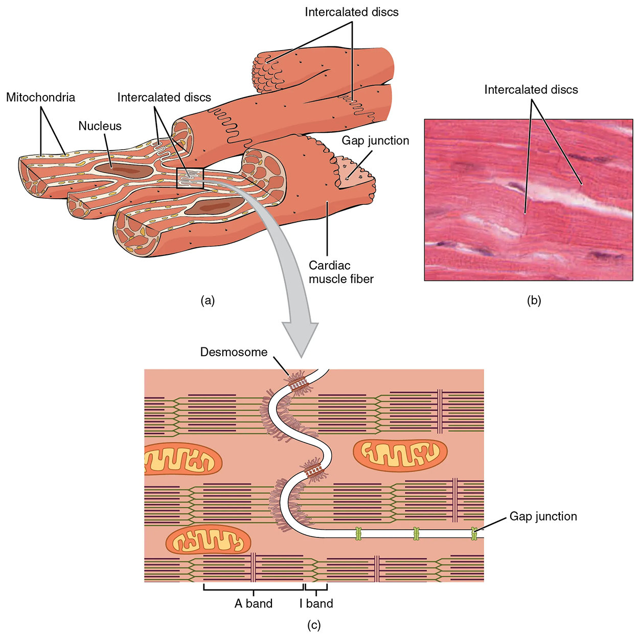 Muscule Cell Inside The Electrical Activity of Cardiac Muscle Cells Tutorial | Sophia Learning