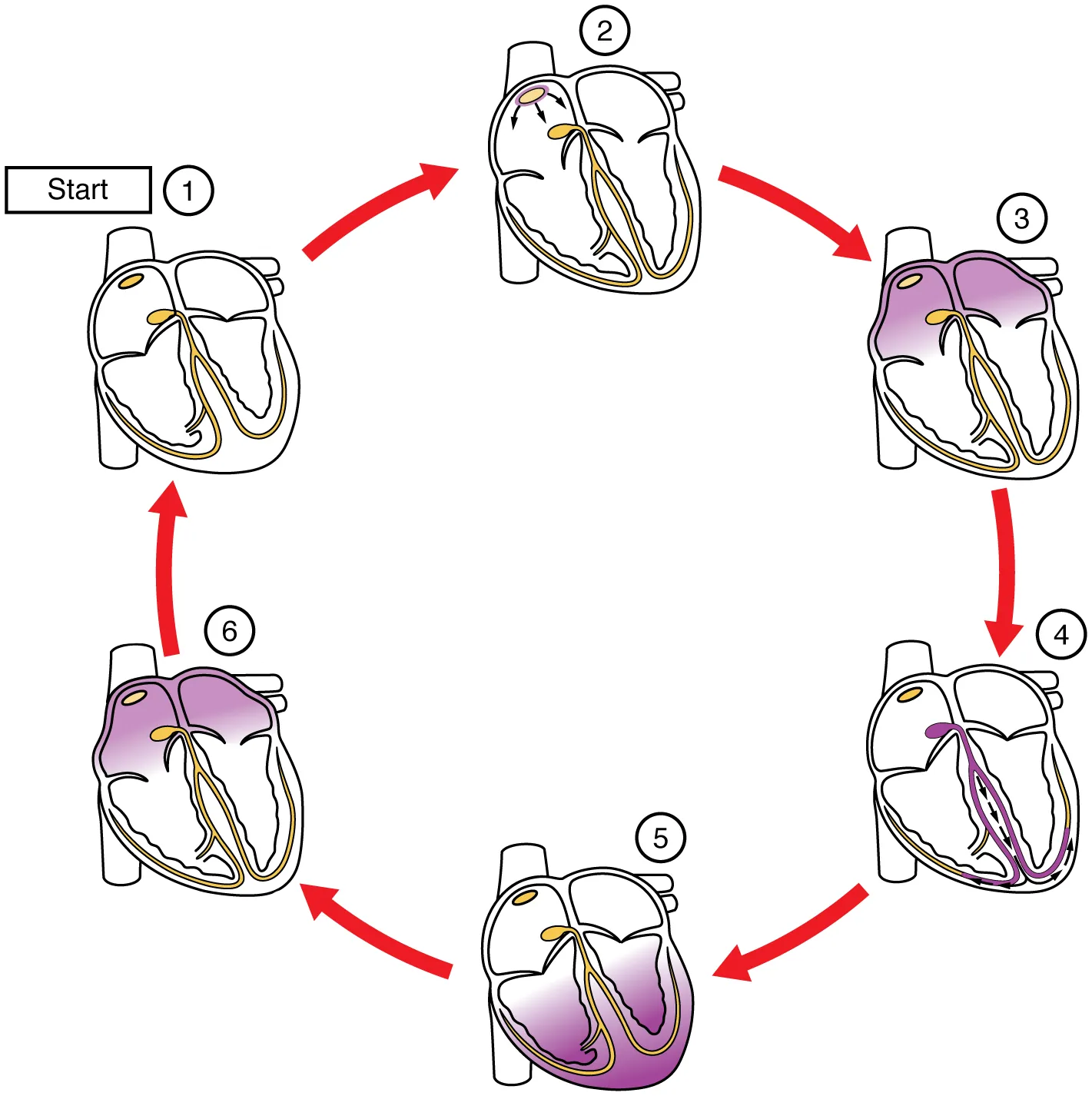 This image shows the different stages in the conduction cycle of the heart.