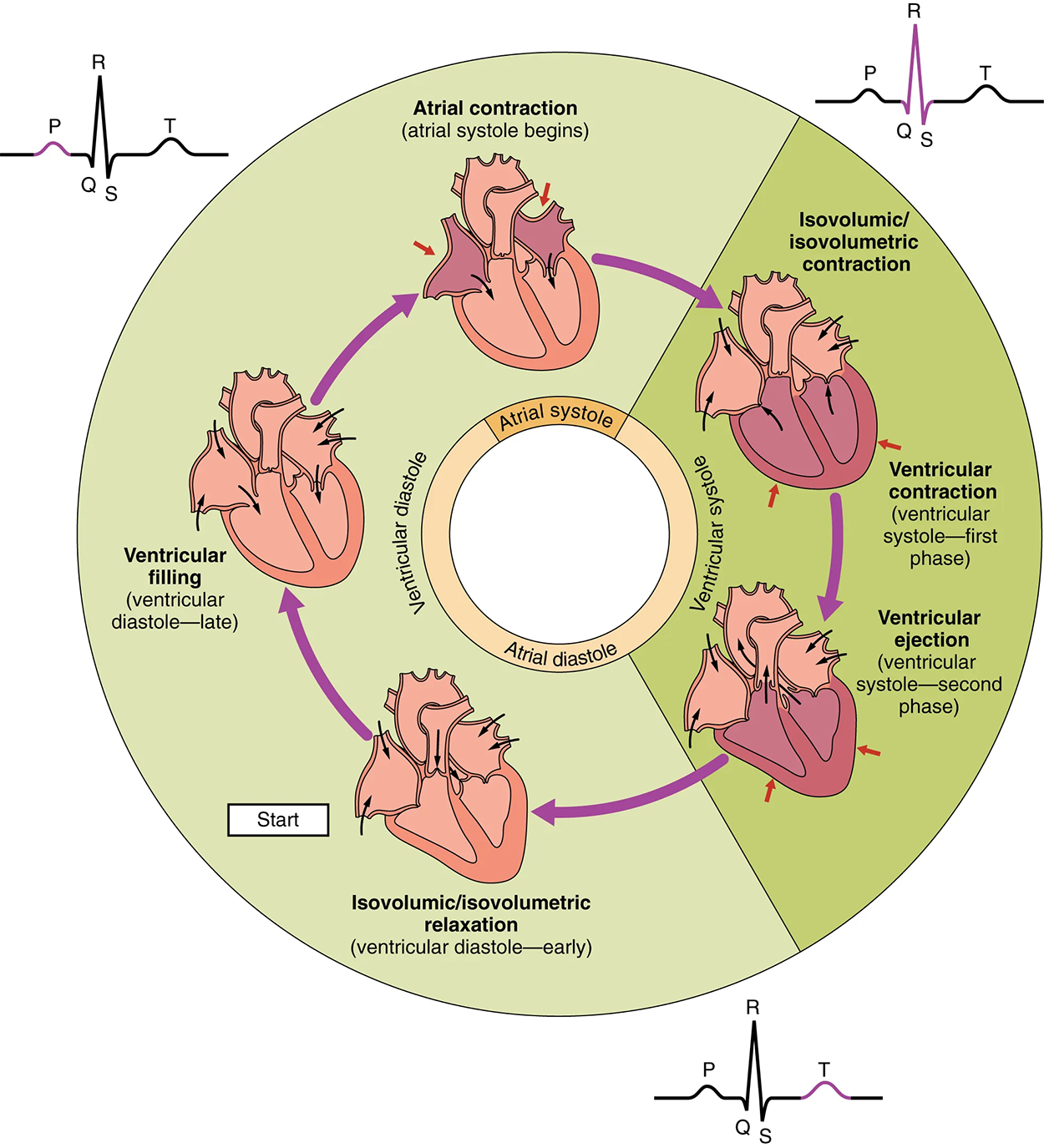 This pie chart shows the different phases of the cardiac cycle and details the atrial and ventricular stages.