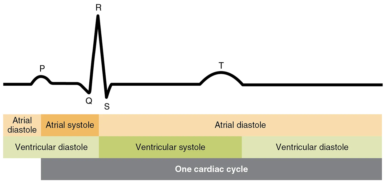 This image shows the correlation between the cardiac cycle and the different stages in an electrocardiogram.