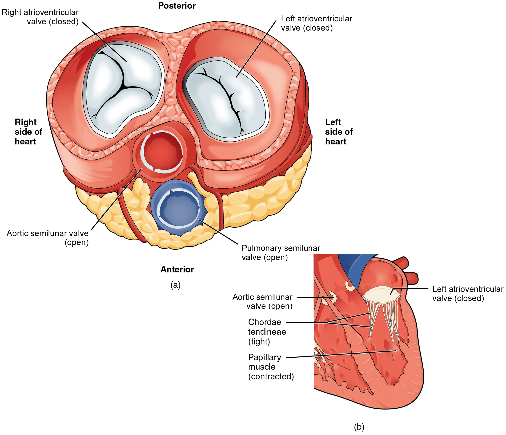 The left panel of this figure shows the anterior view of the heart with the different valves, and the right panel of this figure shows the location of the mitral valve in the closed position in the heart.