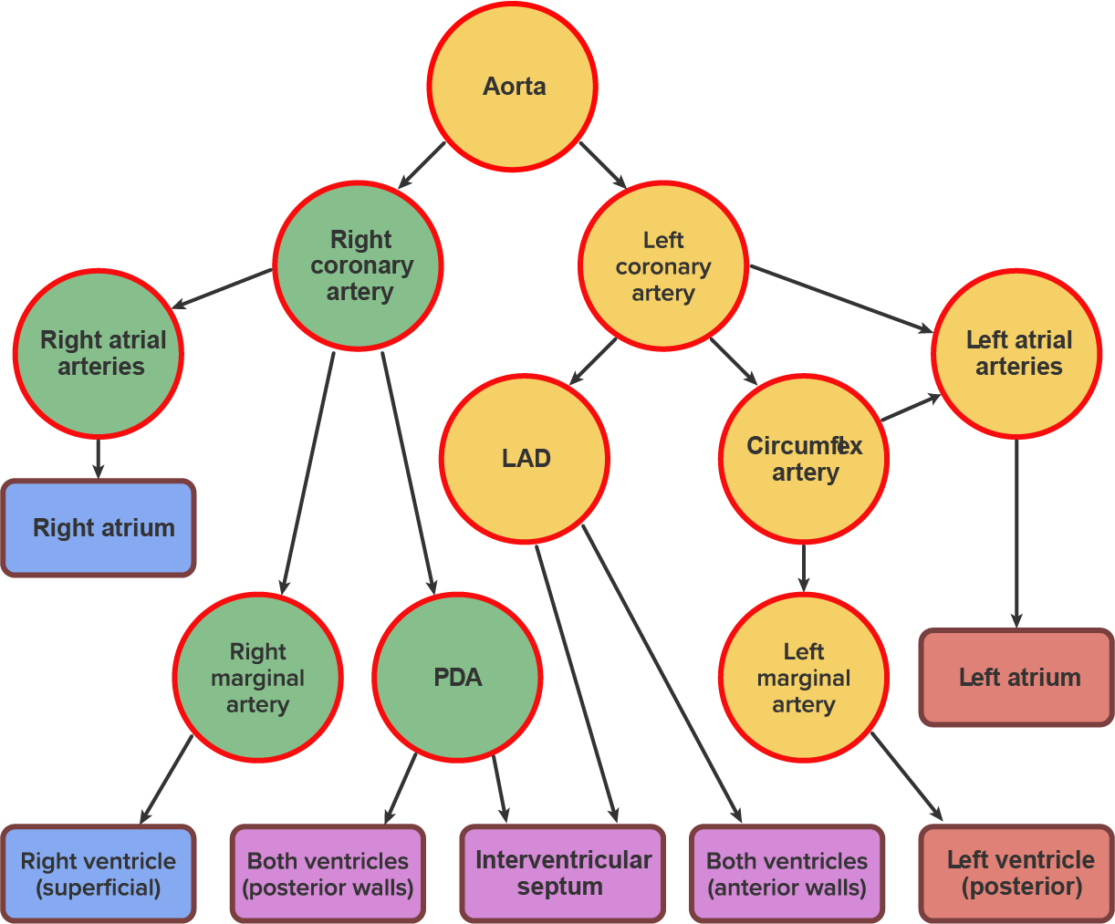 This flowchart depicts the flow of blood from the aorta through the coronary arteries down to the atriums, ventricles, interventricular septum, and posterior and anterior walls of the ventricles.