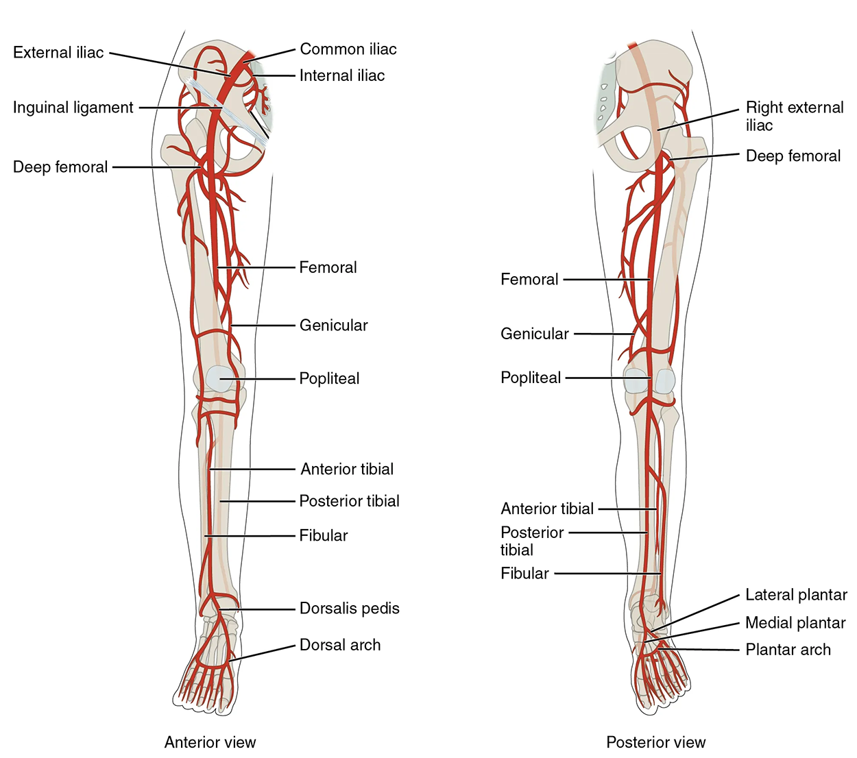 Major Arteries Serving the Lower Limb - Major arteries serving the lower limb are shown in anterior and posterior views. The left panel shows the anterior view of arteries in the legs, and the right panel shows the posterior view.