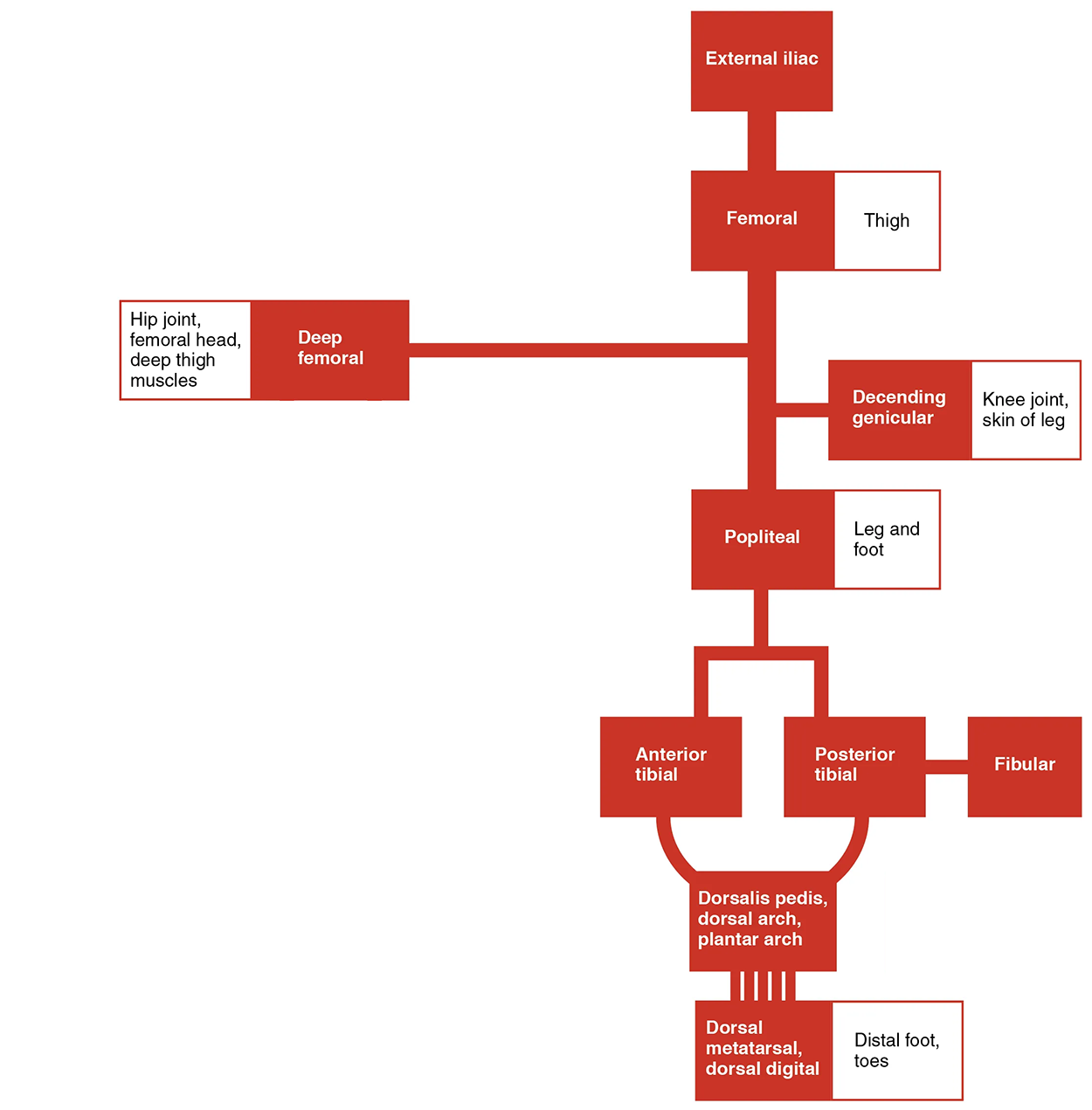 Systemic Arteries of the Lower Limb - The flow chart summarizes the distribution of the systemic arteries from the external iliac artery into the lower limb. This chart shows the major arteries present in the lower limbs.