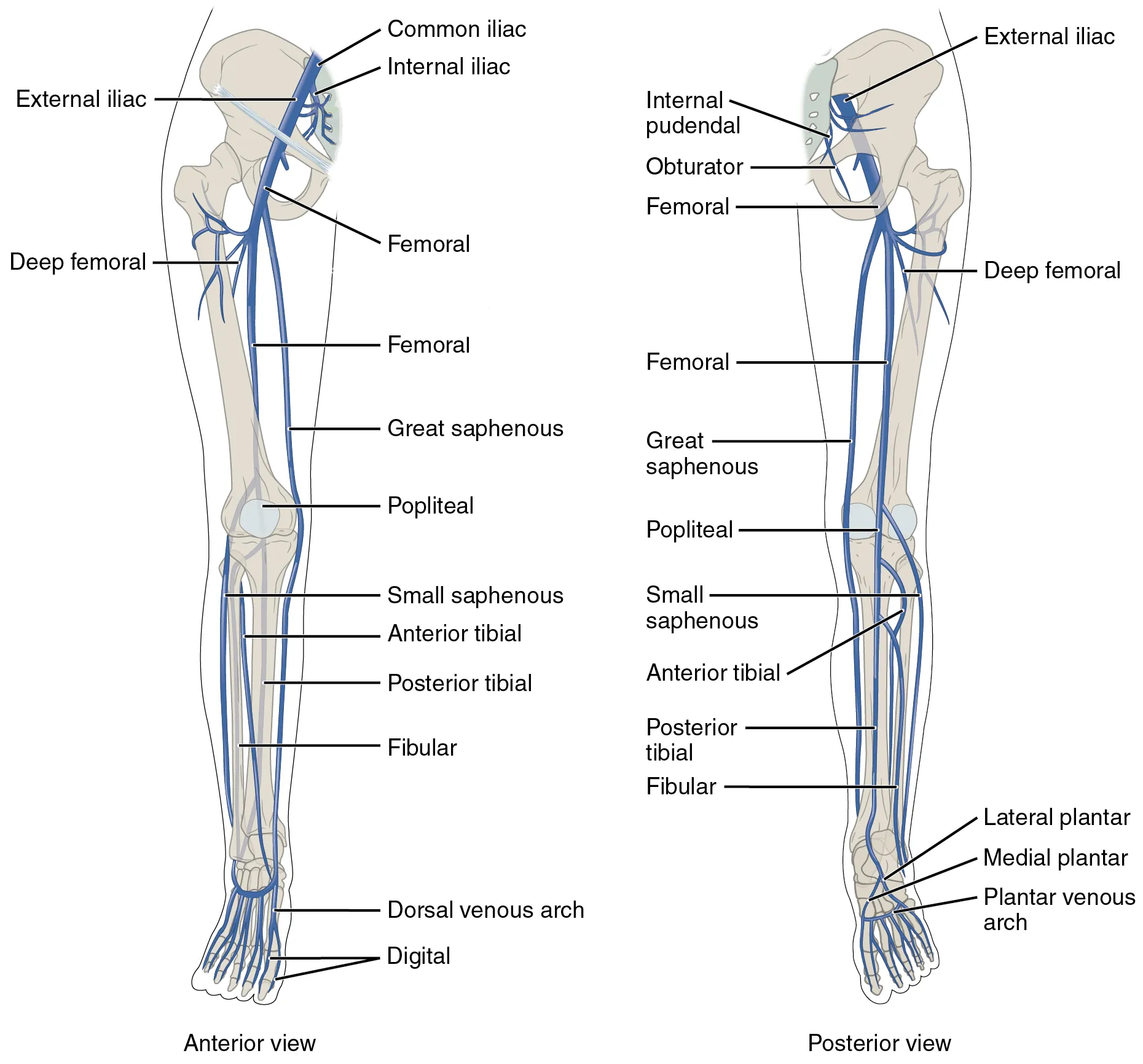 Major Veins Serving the Lower Limbs - Anterior and posterior views show the major veins that drain the lower limb into the inferior vena cava. The left panel shows the anterior view of veins in the legs, and the right panel shows the posterior view.