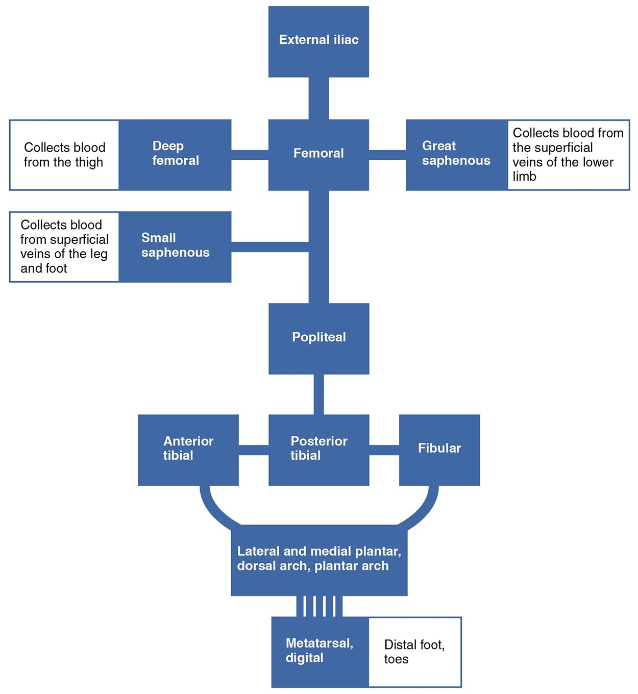 Major Veins of the Lower Limb - The flow chart summarizes venous flow from the lower limb. This chart shows the veins in the lower limbs, and how they are connected.