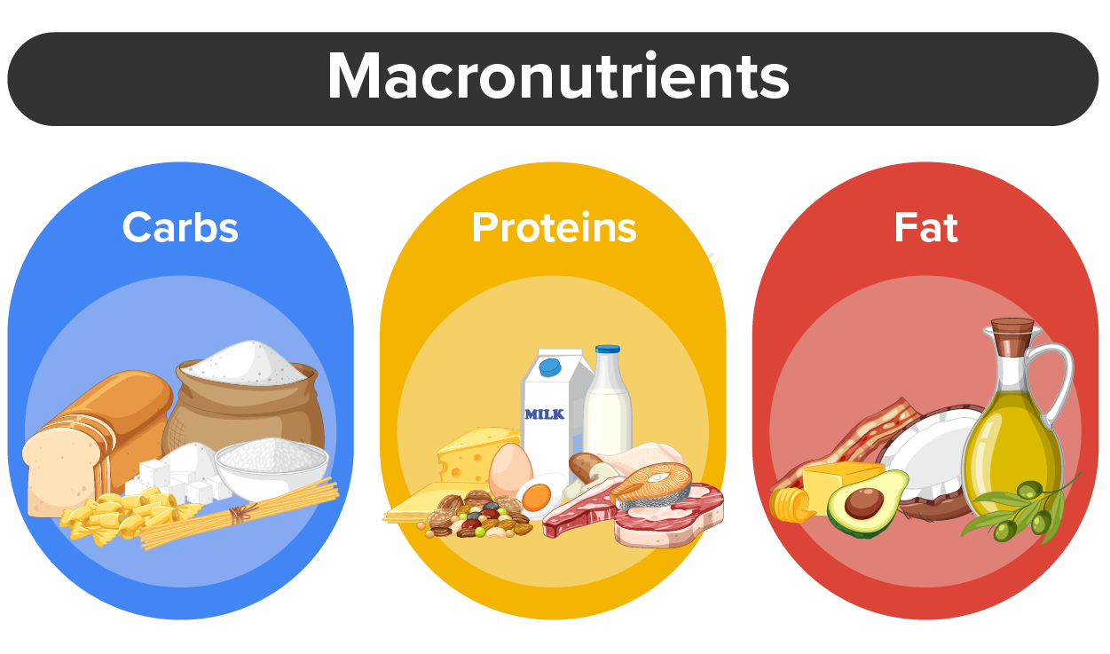 Three Nutrients Elements of Nutrition Tutorial | Sophia Learning