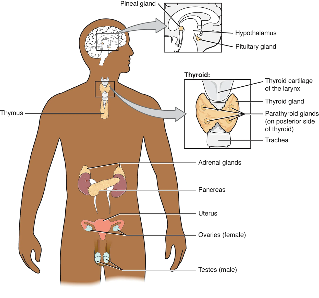 This diagram shows the endocrine glands and cells that are located throughout the body. The endocrine system organs include the pineal gland and pituitary gland in the brain. The pituitary is located on the anterior side of the hypothalamus while the pineal gland is located on the posterior side of the hypothalamus. The thyroid gland is a butterfly-shaped gland that wraps around the trachea within the neck. Four small, disc-shaped parathyroid glands are embedded into the posterior side of the thyroid. The adrenal glands are located on top of the kidneys. The pancreas is located at the center of the abdomen. In females, the two ovaries are connected to the uterus by two long, curved, tubes in the pelvic region. In males, the two testes are located in the scrotum below the penis.
