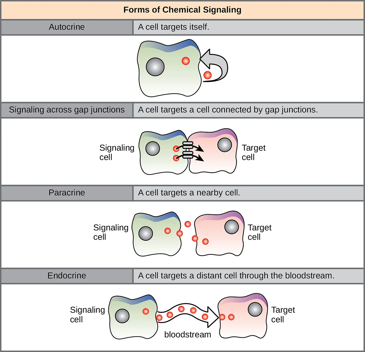 The illustration shows four forms of chemical signaling. In autocrine signaling, a cell targets itself. In signaling across a gap junction, a cell targets a cell connected via gap junctions. In paracrine signaling, a cell targets a nearby cell. In endocrine signaling, a cell targets a distant cell via the bloodstream.