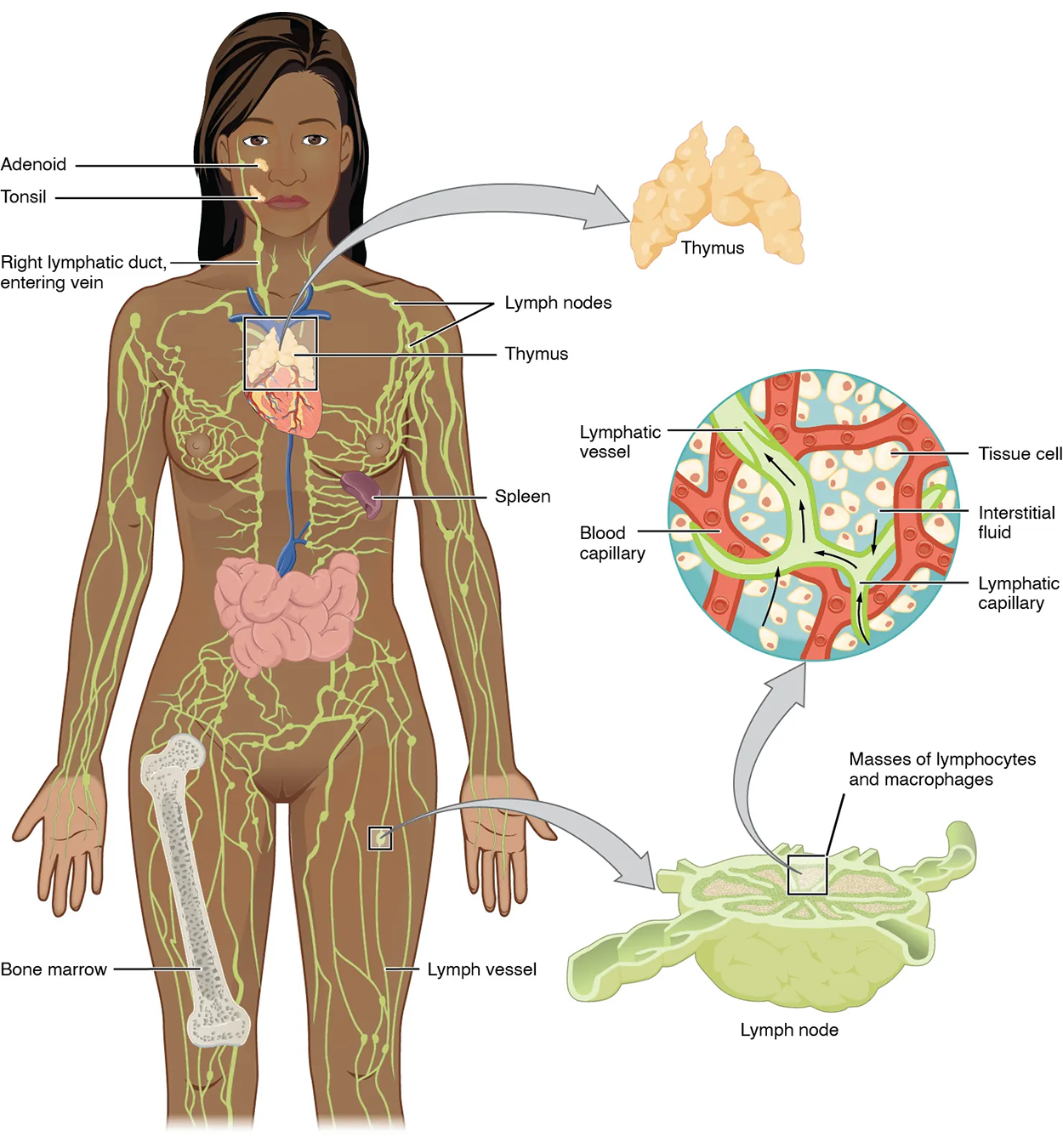 The left panel shows a female human body, and the entire lymphatic system is shown. The right panel shows magnified images of the thymus and the lymph node. All the major parts in the lymphatic system are labeled.