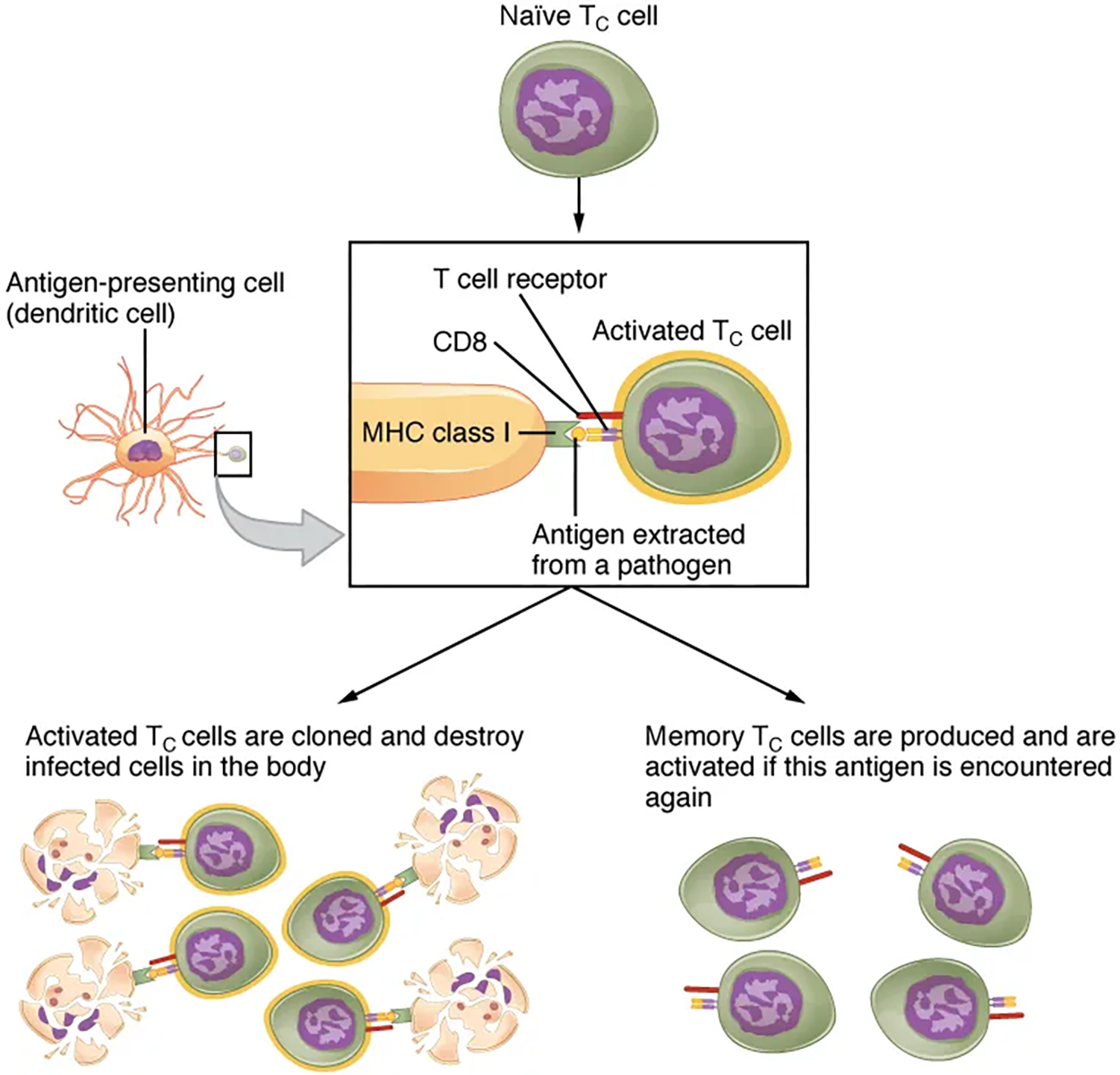 This flowchart shows the process in which a naïve T cell becomes activated T cells in the left part of the pathway and memory cells in the right part of the pathway.