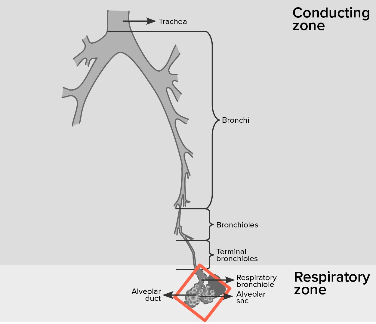 Where the Respiratory Zone Begins. Illustration of the trachea down to the alveolar sacs. In the “conducting zone” respiration enters the trachea, continues down the bronchi, through the bronchioles, and into the terminal bronchioles. From there, the “respiratory zone” includes the respiratory bronchiole and into the alveolar ducts and sacs.