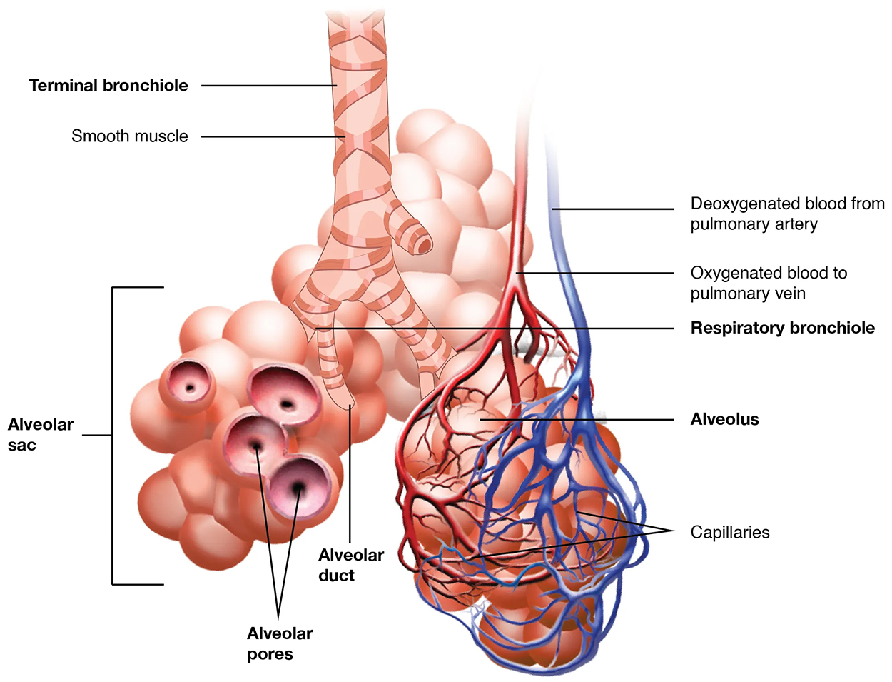 Respiratory Zone - Bronchioles lead to alveolar sacs in the respiratory zone, where gas exchange occurs. This image shows the bronchioles and alveolar sacs in the lungs and depicts the exchange of oxygenated and deoxygenated blood in the pulmonary blood vessels.