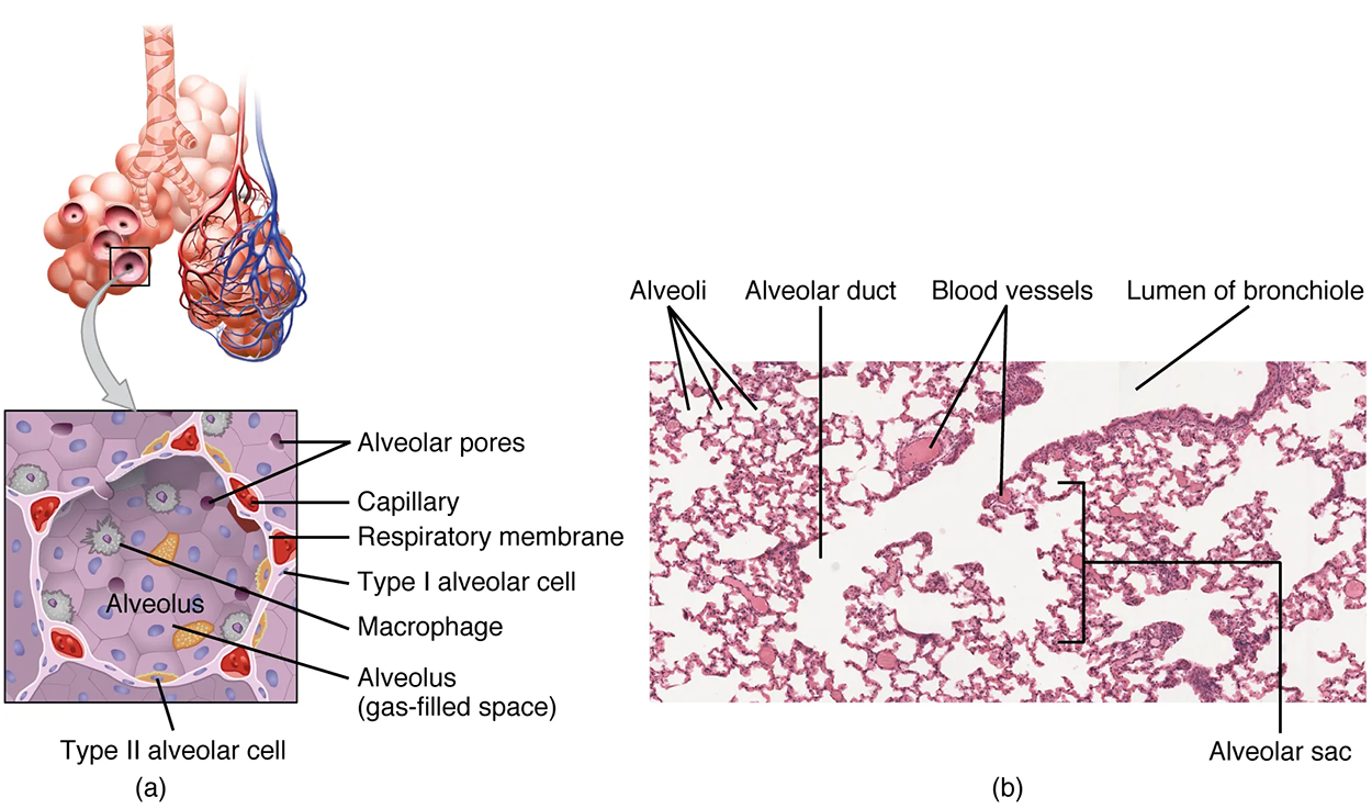 Structures of the Respiratory Zone - (a) The alveolus is responsible for gas exchange. (b) A micrograph shows the alveolar structures within lung tissue. LM × 178. (Micrograph provided by the Regents of University of Michigan Medical School © 2012) This figure shows the detailed structure of the alveolus. The top panel shows the alveolar sacs and the bronchioles. The middle panel shows a magnified view of the alveolus, and the bottom panel shows a micrograph of the cross-section of a bronchiole.