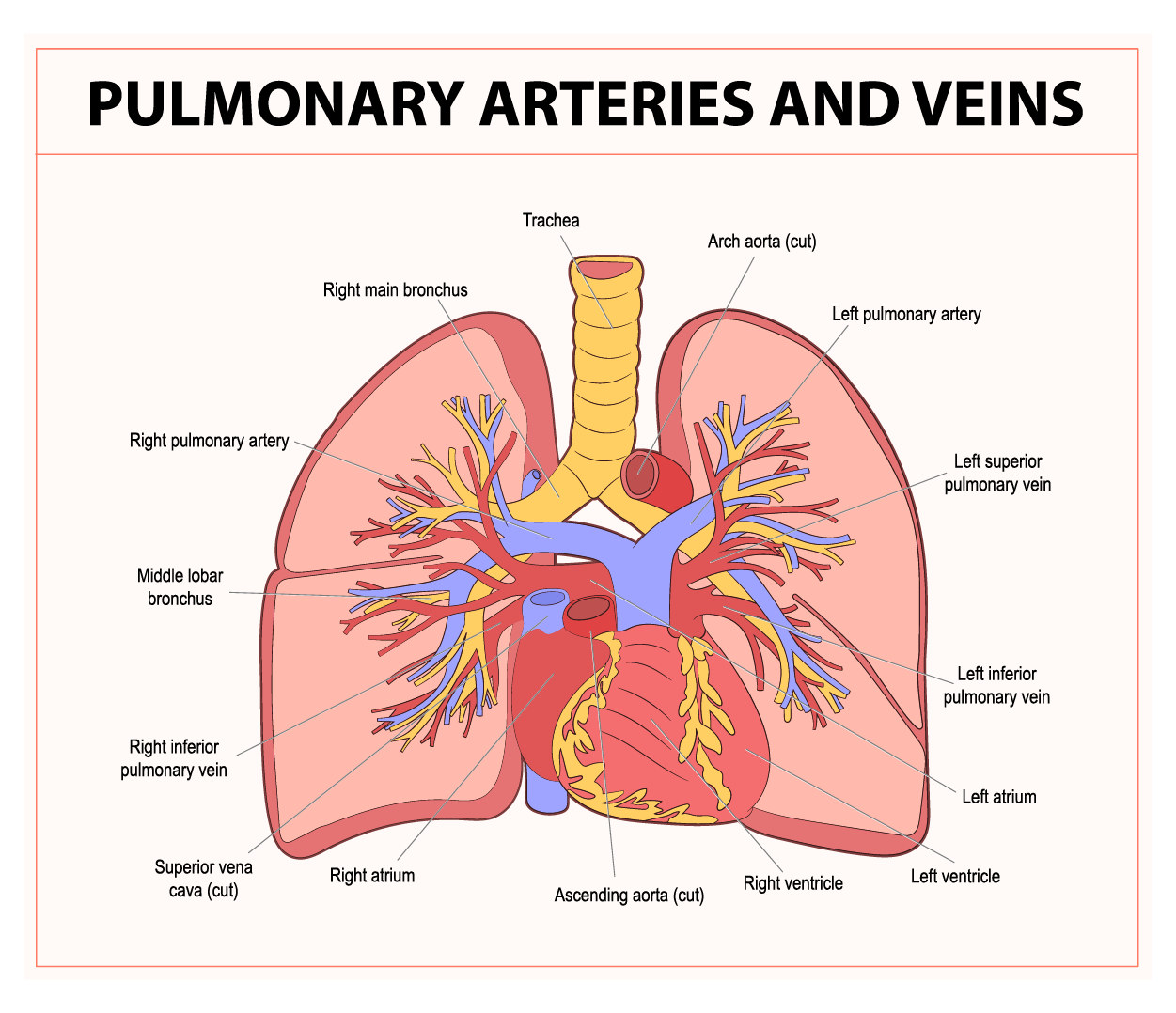 This figure shows the major arteries and veins that supply the lungs including the left and right pulmonary arteries, left and right pulmonary veins, and the middle lobar bronchus.