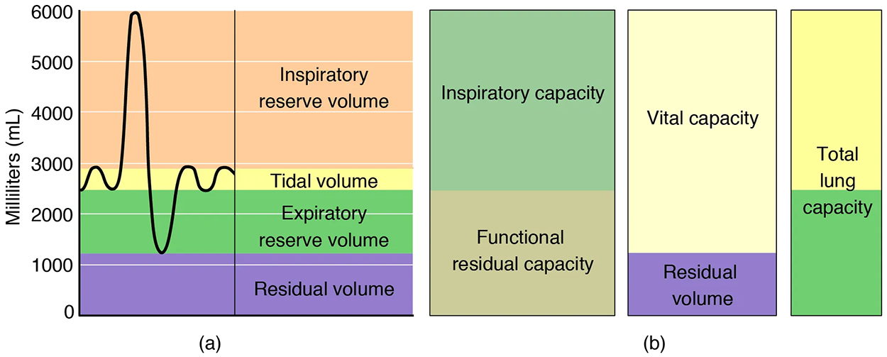 The left panel shows a graph of different respiratory volumes. The right panel shows how the different respiratory volumes result in respiratory capacity.