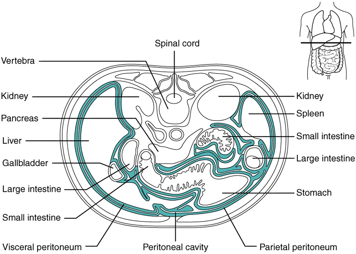 This diagram shows the cross-section of the abdomen. The peritoneum is made distinguishable from the abdominal organs through darker lines.