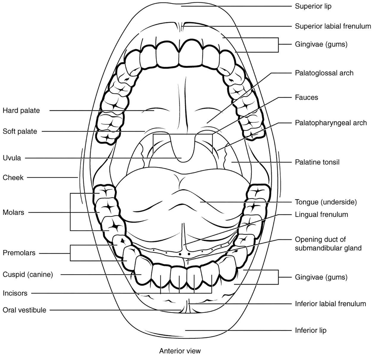 This diagram shows the structure of the mouth. The teeth, lips, tongue, gums, and many other parts are labeled.