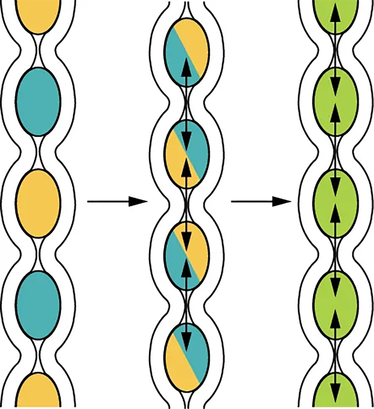 Segmentation - Segmentation separates chyme and then pushes it back together, mixing it and providing time for digestion and absorption. This diagram shows the process of segmentation in the intestines. The left panel shows the separation of chime, the middle panel shows the remixing of the chime by pushing it back together, and the right panel indicates that the chime is being digested and absorbed.