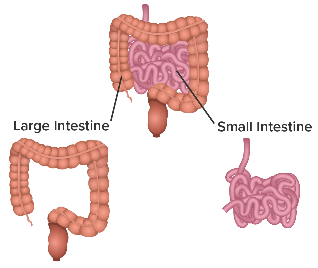Three illustrations, the top shows the large and small intestines together how they are situated in the body.  Then, the two illustrations below show the large and the small intestines by themselves to show the placement of each in comparison to the top illustration.