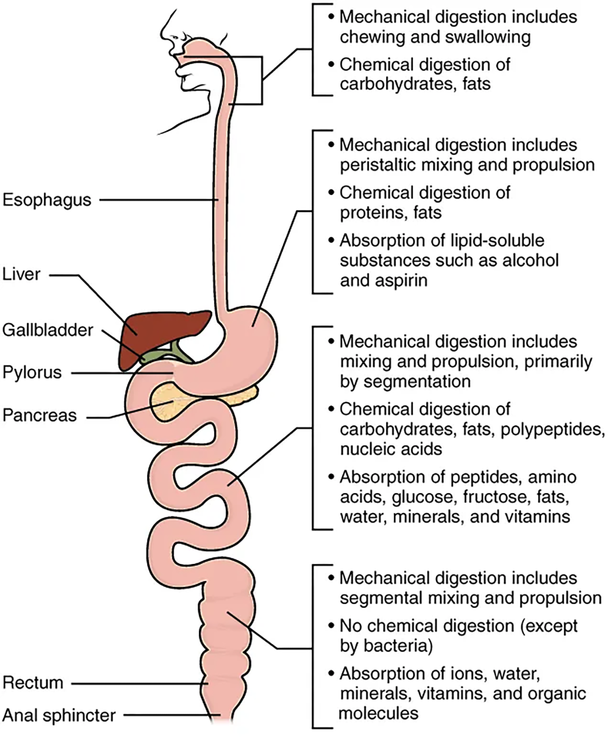 Chemical Digestion and Absorption: A Closer Look Tutorial | Sophia Learning