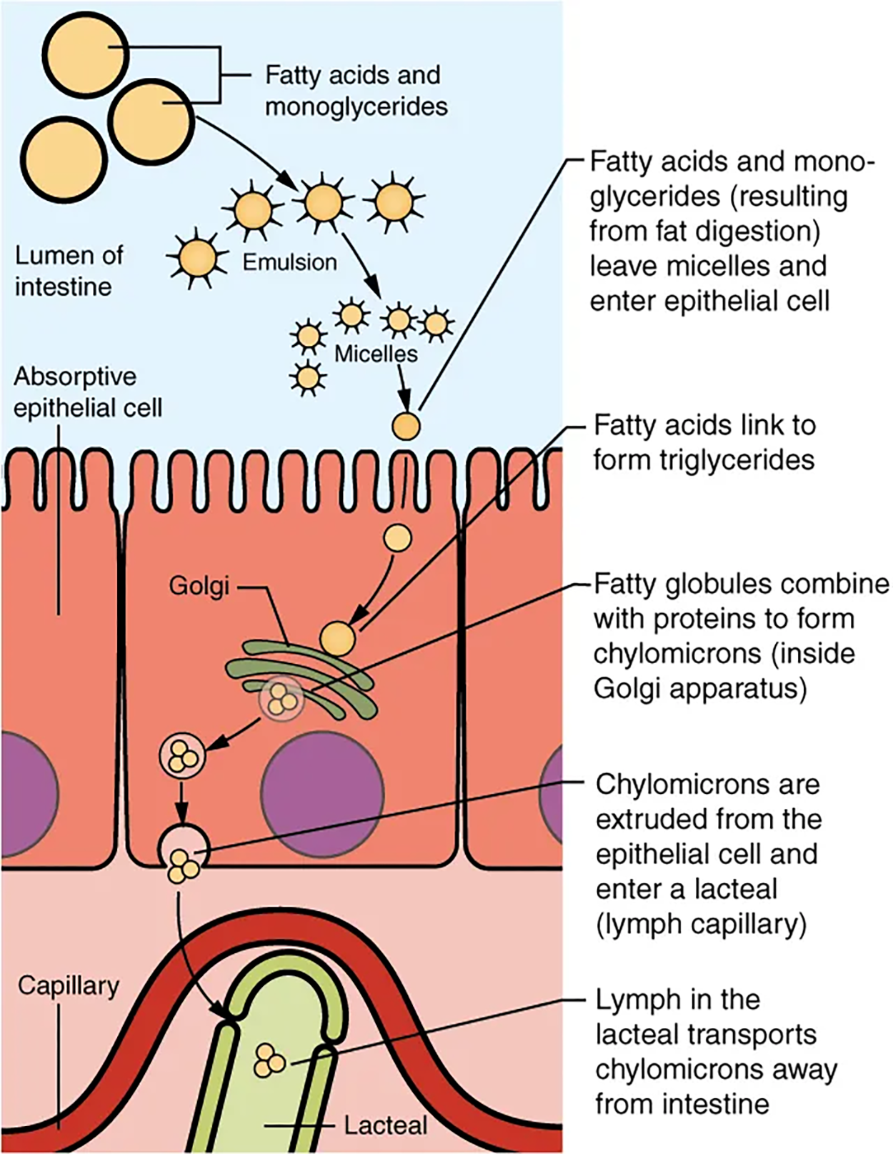 Chemical Digestion and Absorption: A Closer Look Tutorial | Sophia Learning