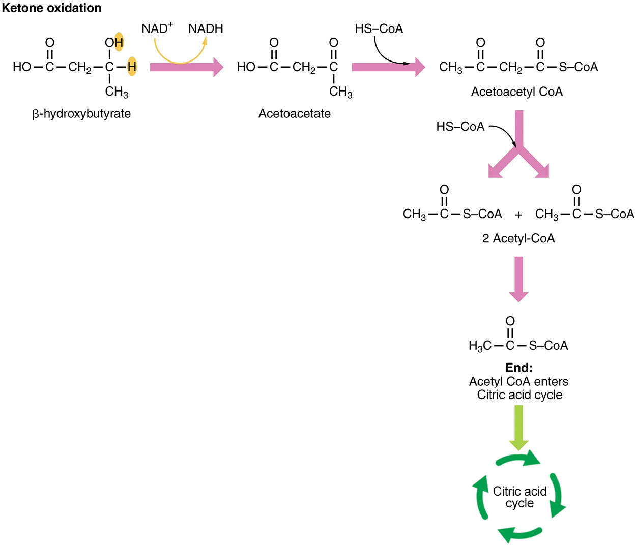 This figure shows the reactions in which ketone is oxidized to acetyl-CoA.