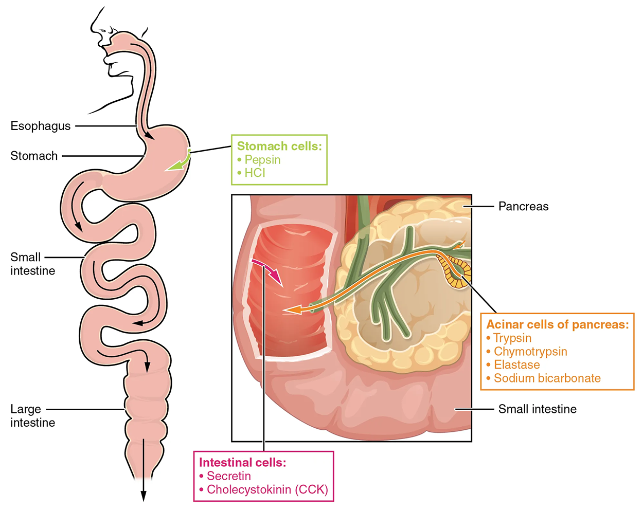 The left panel shows the main organs of the digestive system, and the right panel shows a magnified view of the intestine. Text callouts indicate the different protein-digesting enzymes produced in different organs.