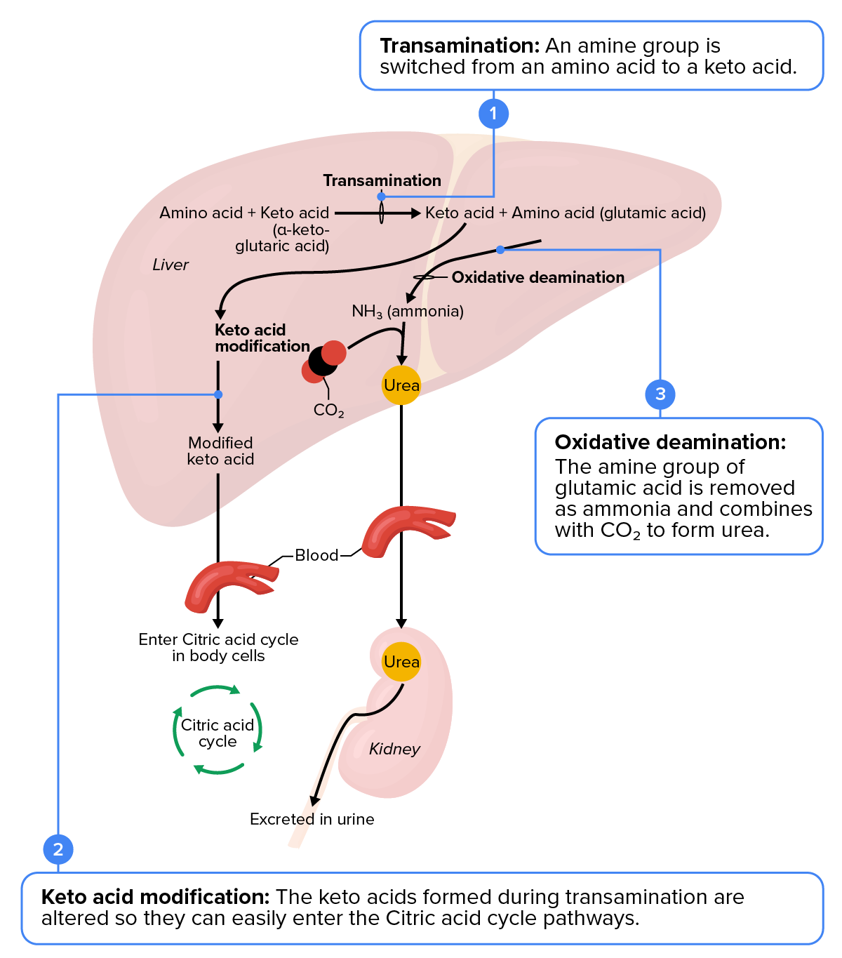 In this illustration of the urea cycle, there are three main steps happening inside and outside of the liver diagram. In step 1: Transamination, is labeled as “an amine group is switched from an amino acid to a keto acid”. Inside the liver illustration, amino acid + Keto acid (a-keto-glutaric acid is shown moving to the right on an arrow as it moves it moves through the transamination phase and becomes keto acid + amino acid (glutamic acid). The second step is Keto acid modification which happens inside and moves to the outside of the liver.  It is labeled as “keto acids formed during transamination are altered so they can easily enter the citric acid cycle pathways”.  In the illustration, the output of transamination of keto acid + amino acid (glutamic acid), passes through the keto acid modification and becomes modified keto acid which then moves out from the liver to the blood and eventually enters the citric acid cycle in body cells.  The third step is oxidative deamination which is labeled as “the amine group of glutamic acid is removed as ammonia and combines with CO2 to form urea”. In the illustration, the output from the transamination passes through the oxidative deamination step and ammonia combines with CO2.  From their is leaves the liver and enters the blood.  After that it enters the Urea in the kidney and then is excreted in urine.