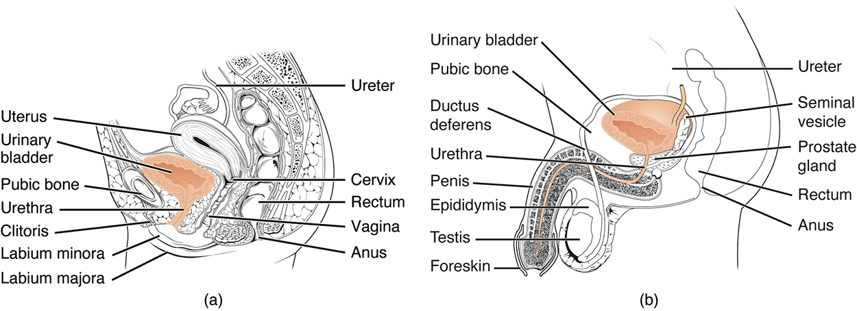 Female and Male Urethras - The urethra transports urine from the bladder to the outside of the body. This image shows (a) a female urethra and (b) a male urethra.