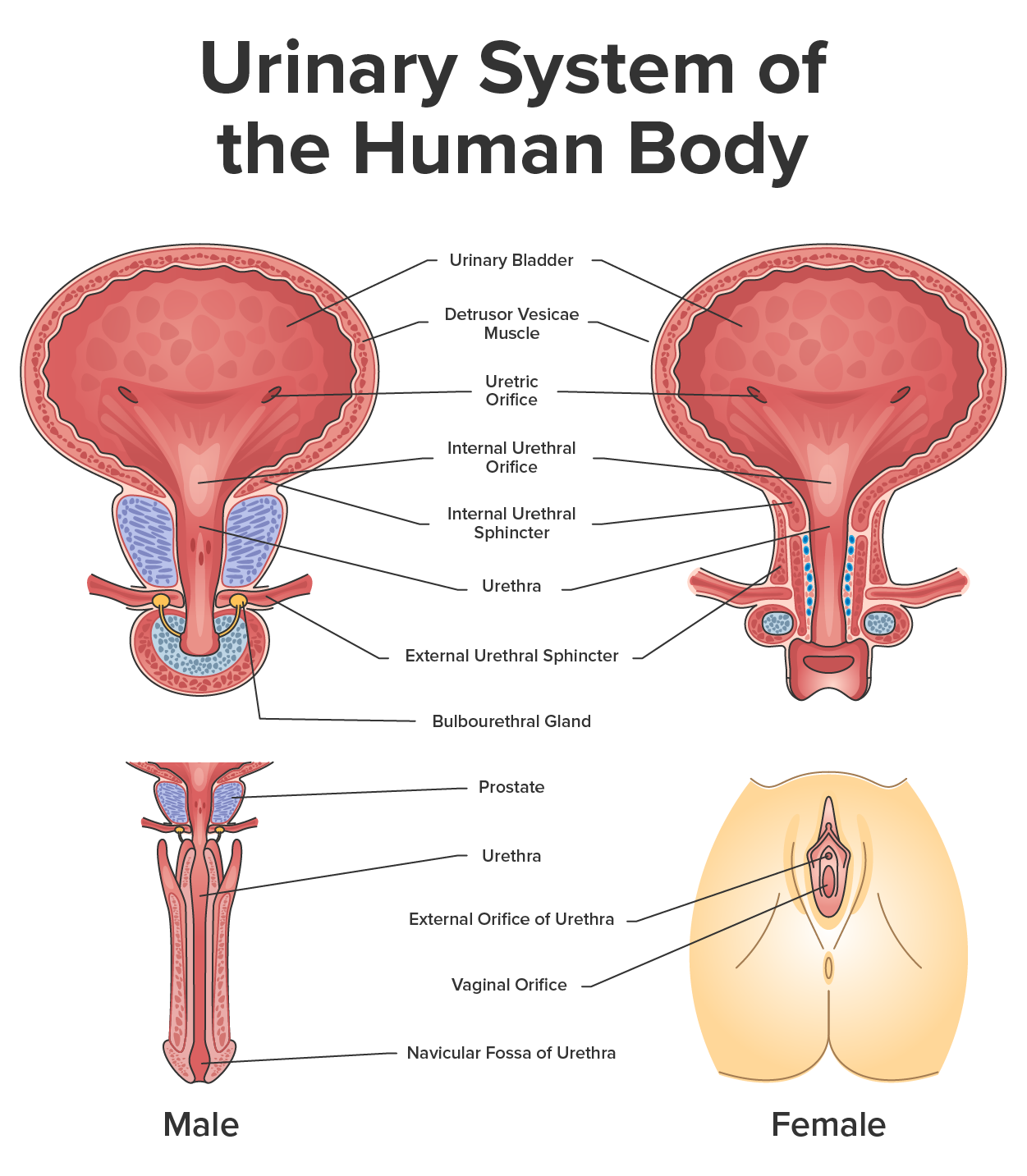 Urinary system of the human body and gender structure differences outline diagram.