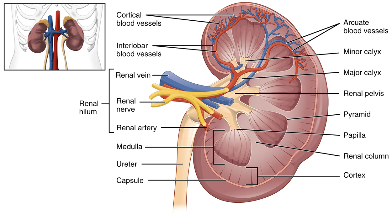 The left panel of this figure shows the location of the kidneys in the abdomen. The right panel shows the cross-section of the kidney.