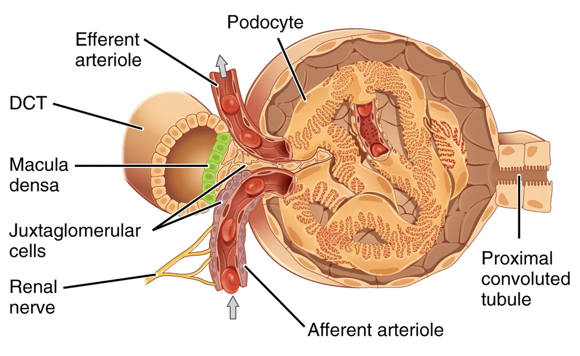 This image shows the cross section of the juxtaglomerular apparatus. The major parts are labeled.