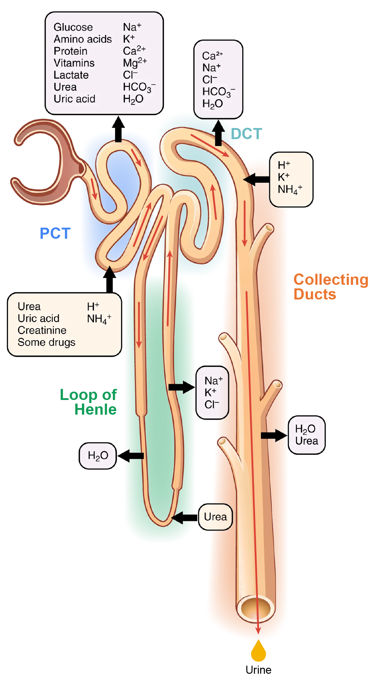 This diagram shows the different ions and chemicals that are secreted and reabsorbed along the nephron. Arrows show the direction of the movement of the substance.