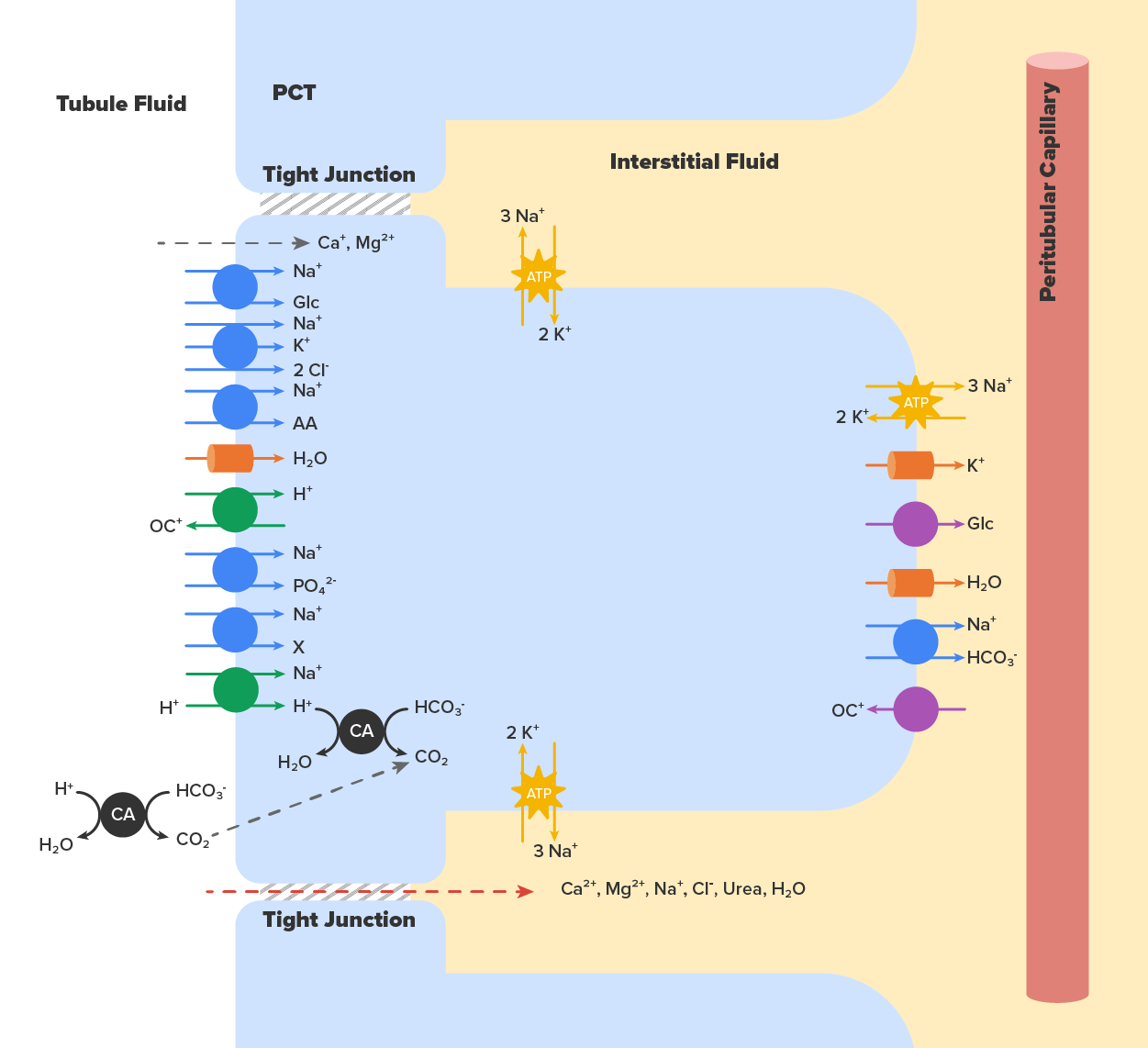 Illustration of substances that are reabsorbed and secreted by the PCT.  Three locations are shown in a vertical position, on the left is tubule fluid as white, in the middle is the PCT shown in light blue, and on the right is interstitial fluid shown as yellow. The illustration shows multiple substances entering the PCT from tubule fluid through either absorption into the PCT or through tight junctions (2 are shown) into the Interstitial fluid. From the PCT, substances are shown secreted into the Interstitial fluid.
