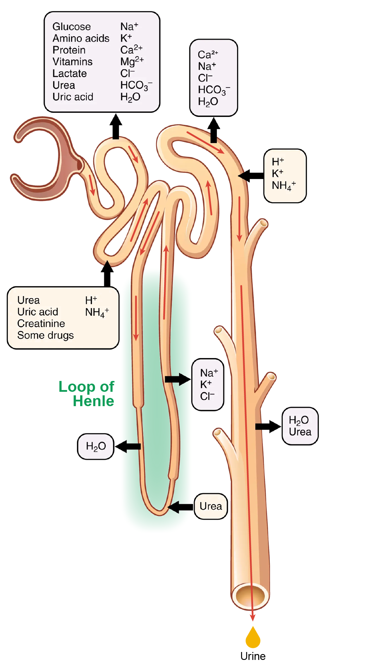 Illustration location of reabsorption and secretation involved in the Loop of Henle.