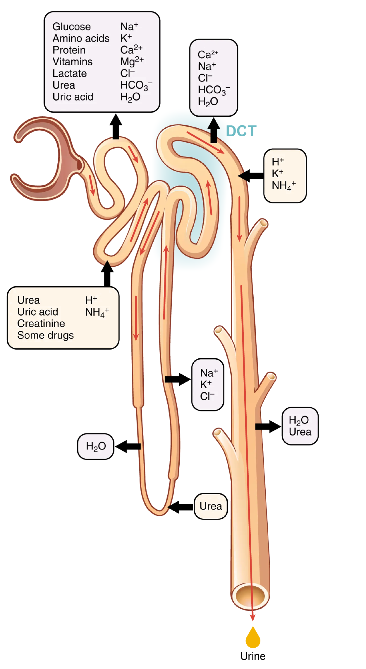 Illustration location of reabsorption and secretation involved in the DCT.