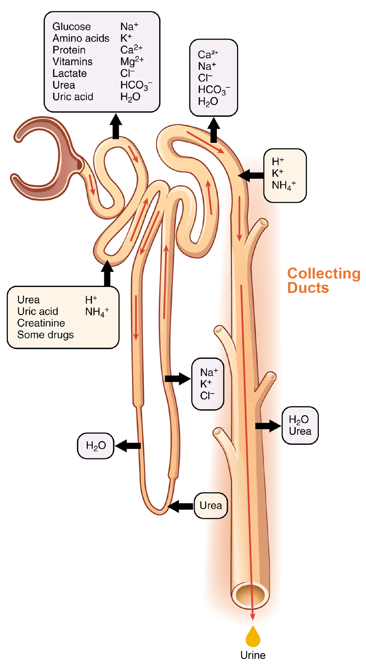 Illustration location of reabsorption and secretation involved in the collecting ducts.
