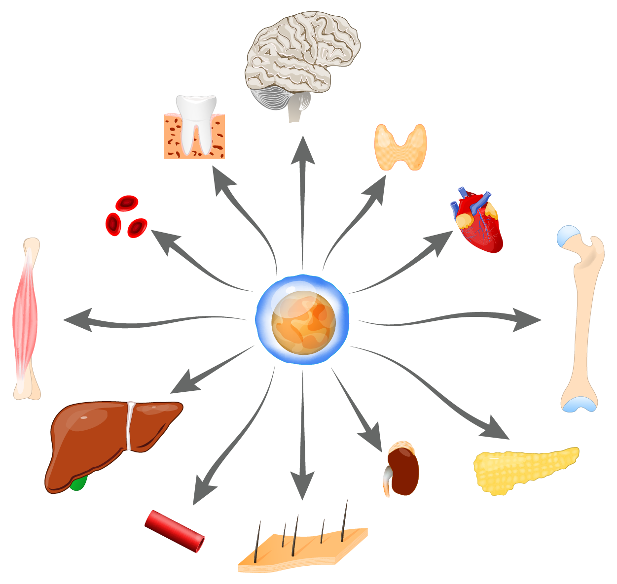 Illustration shows a stem cell in the middle with arrows pointing out to various cells and organs.  The following cells and organs are depicted (in clockwise order); the brain, the lungs, the heart, bones, the pancreas, the kidneys, the skin, blood vessels, the liver, muscle tissue, red blood cells, and teeth.
