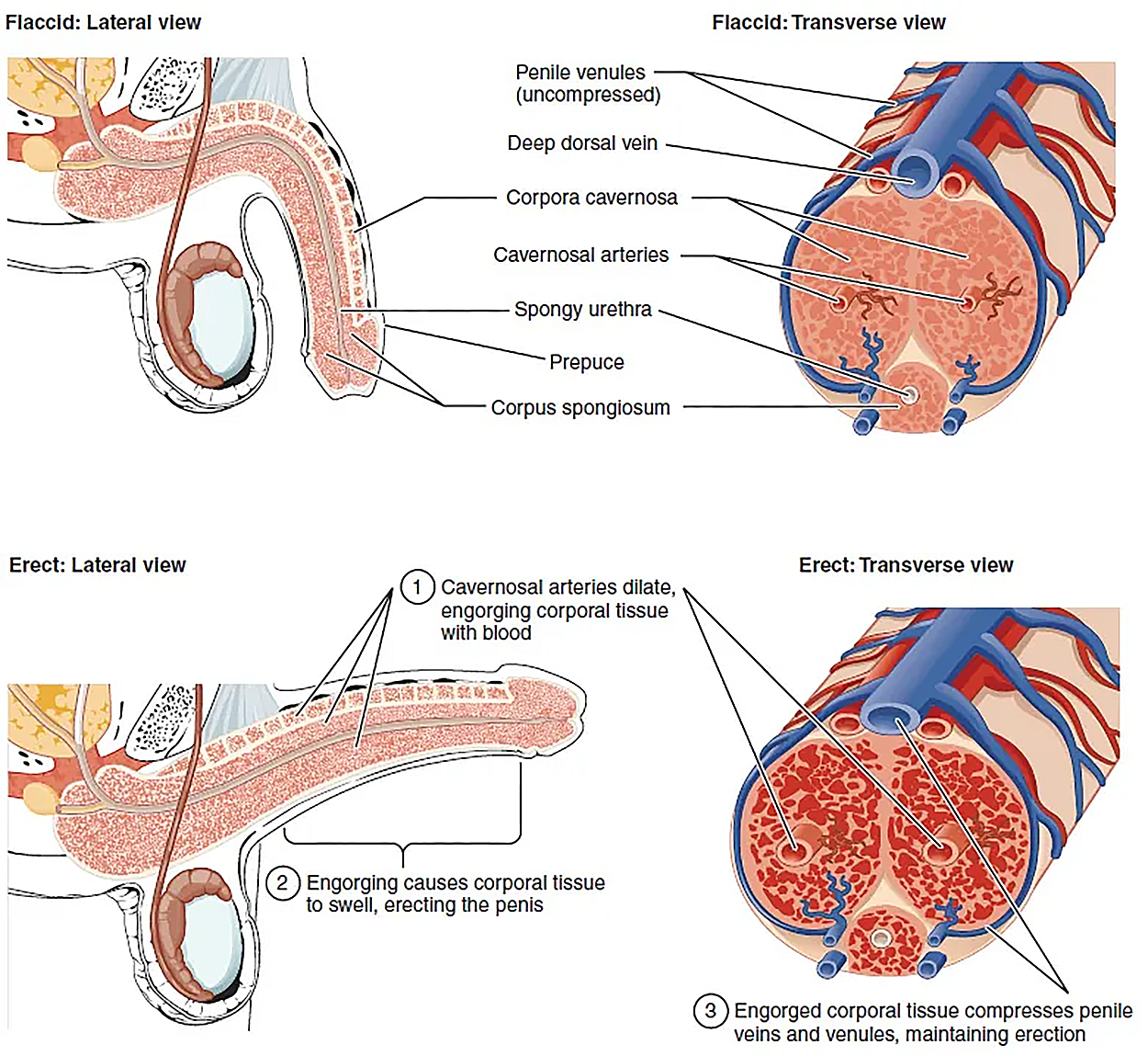  This multipart diagram shows the cross-section of the penis. The top left panel shows the lateral view of the flaccid penis and the top right panel shows the transverse view. The bottom left panel shows the lateral view of the erect penis and the bottom right panel shows the transverse view.